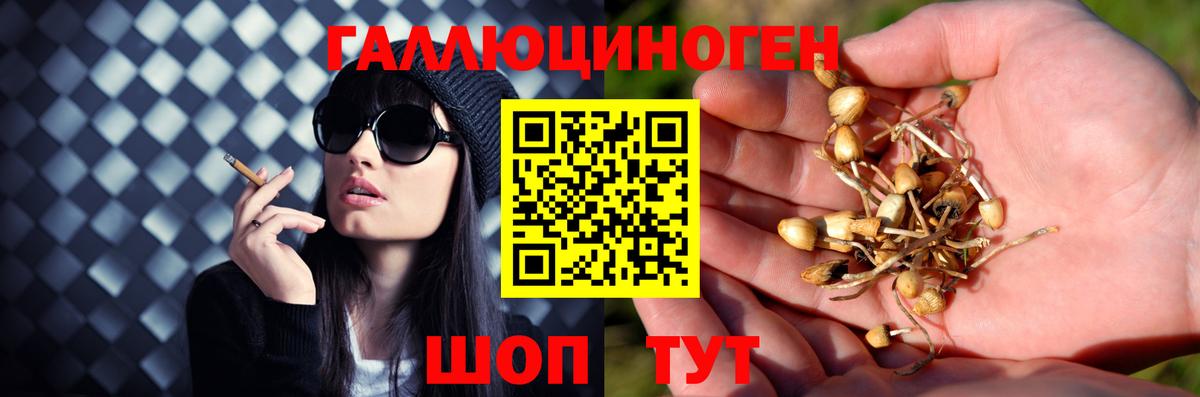 Псилоцибиновые грибы Psilocybe Ртищево